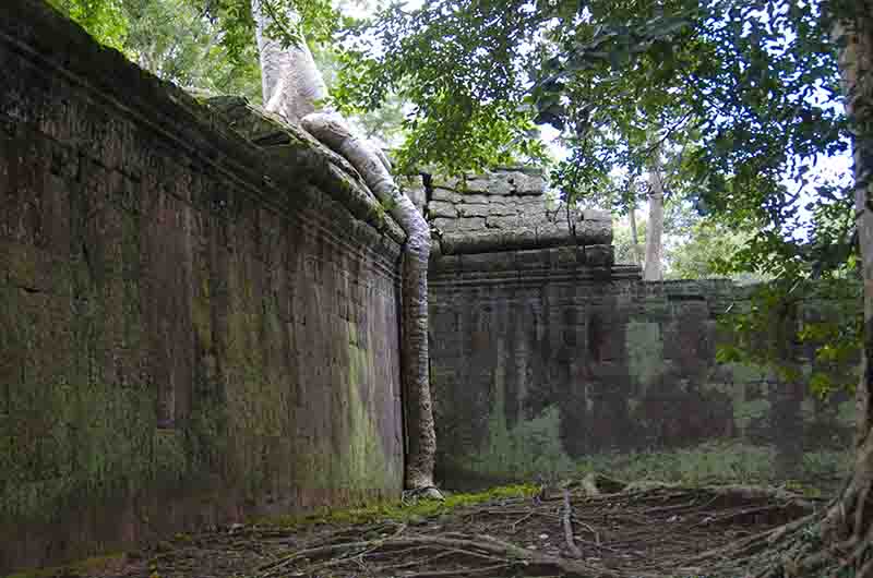 89 - Camboya - Angkor - templo de Ta Prohm